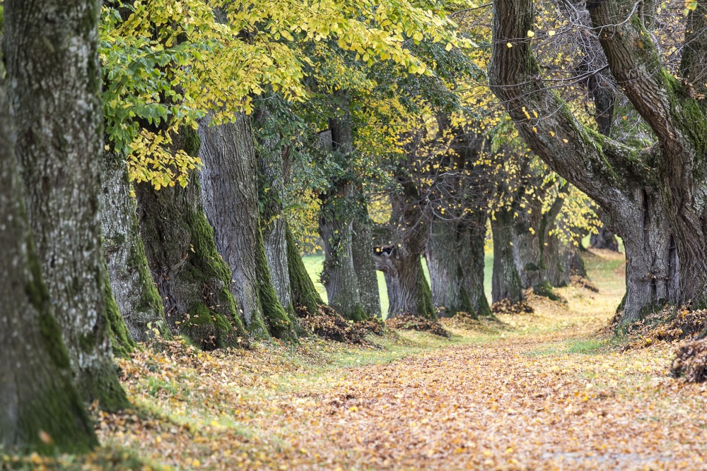 12. Platz Willi Bitzer